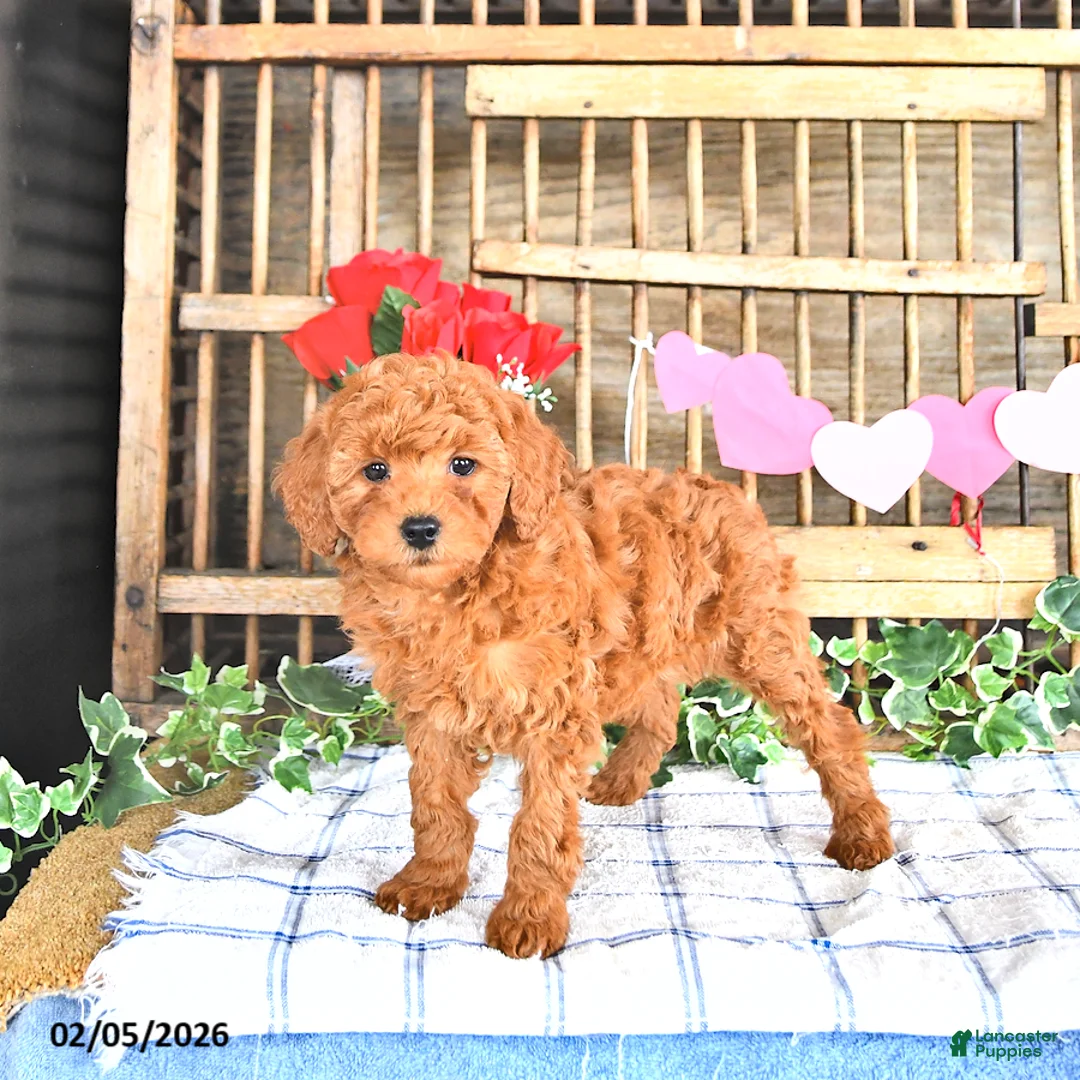 Mini Goldendoodle dogs for sale: Shelly - Ad 2