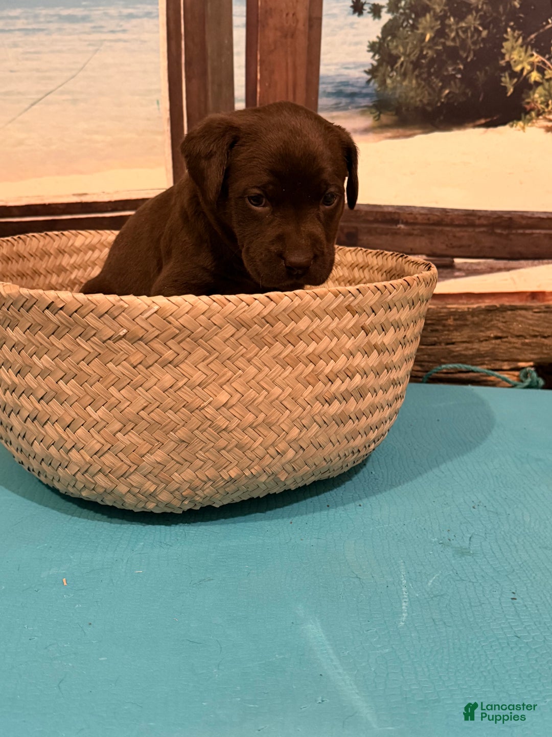 Labrador Retriever dogs for sale: Labrador Retriever LAUDERDALE  - Ad 1