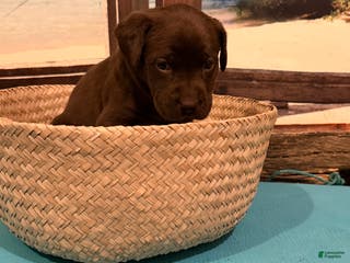 Labrador Retriever dogs Labrador Retriever LAUDERDALE - Ad 19