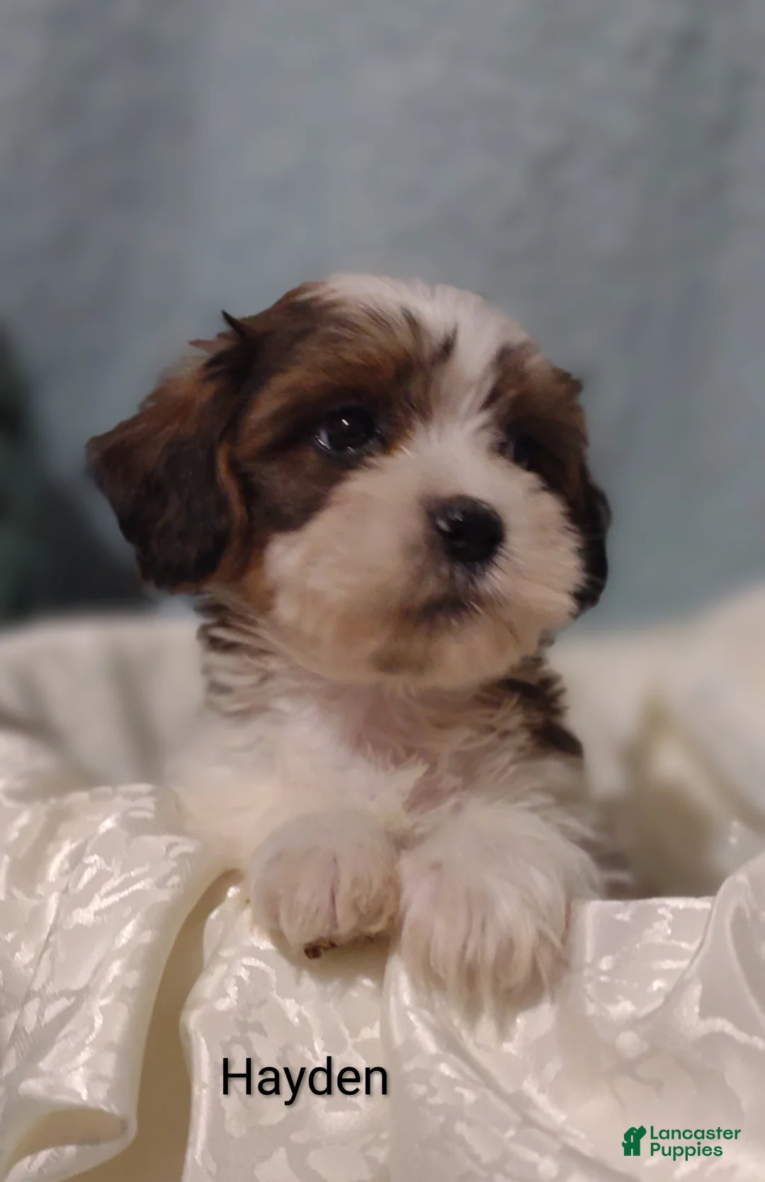 Mixed Breed dogs for sale: Mixed Breed 1 Hayden  - Ad 2