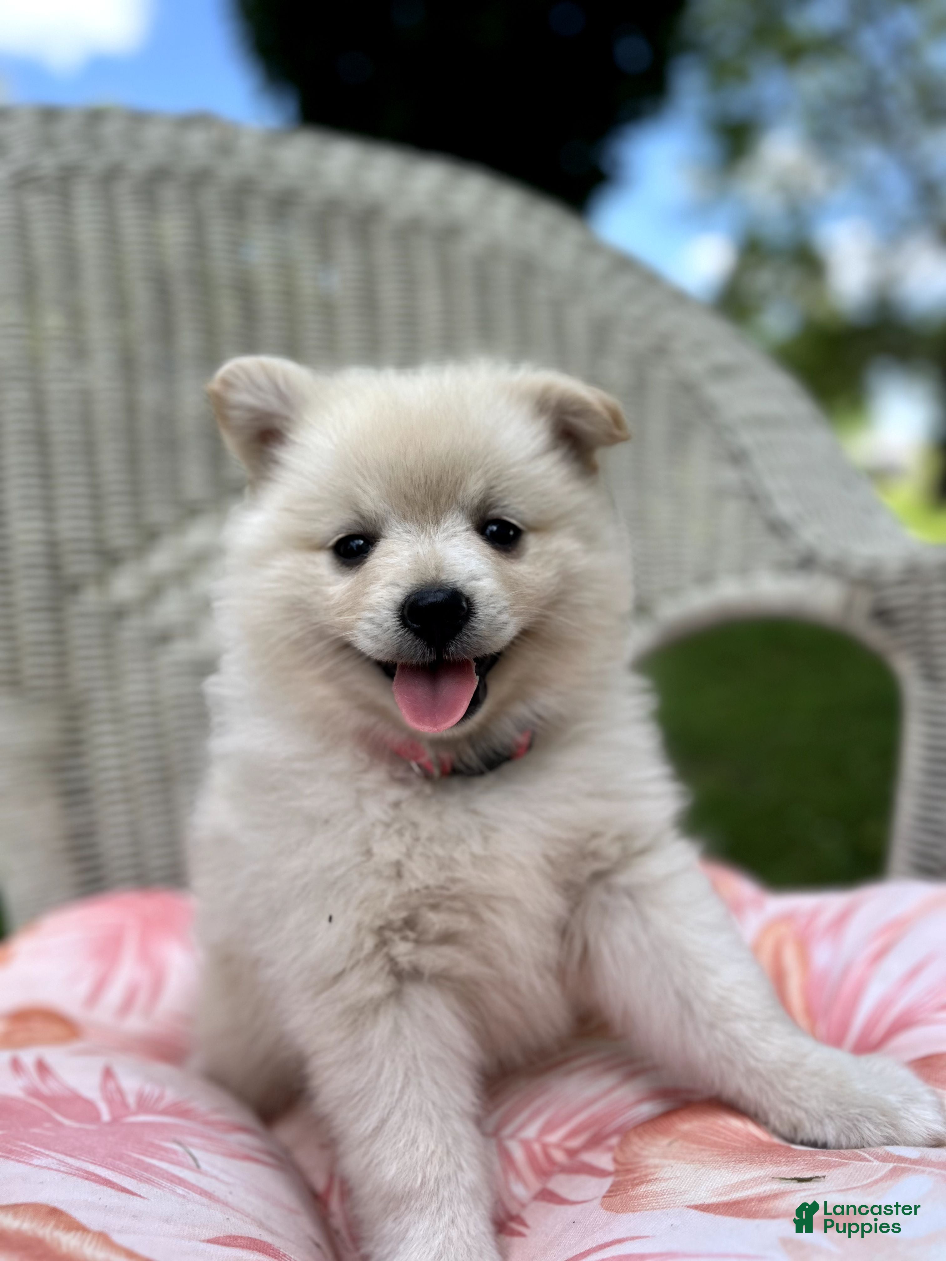 Pomeranian dogs Lily - Ad 1