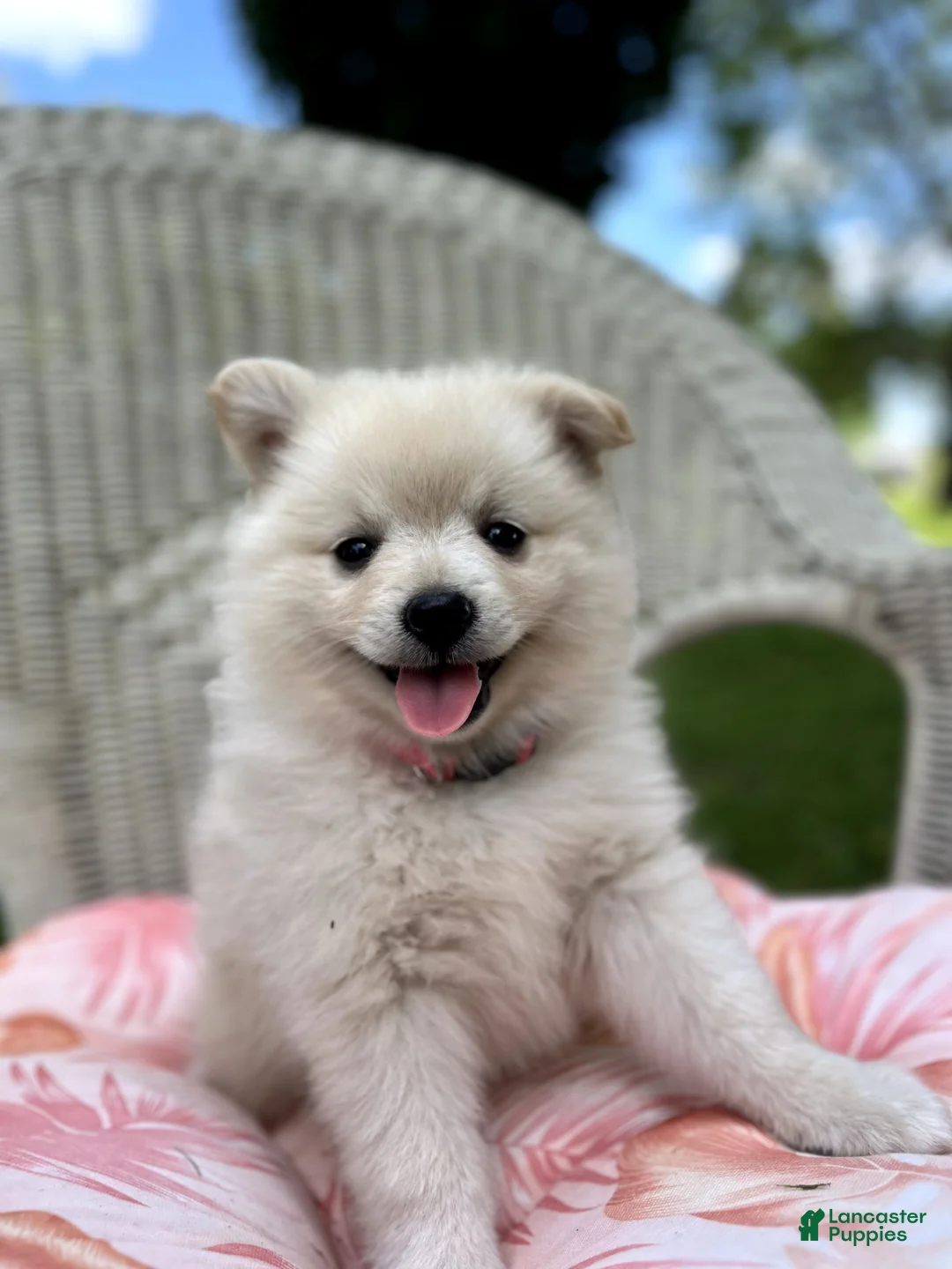 Pomeranian dogs for sale: Lily - Ad 1