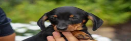 Miniature Dachshund dogs for sale: Iggy🐶  - Ad 4