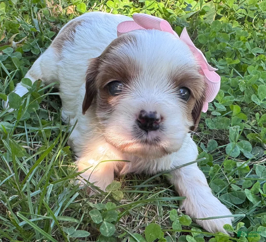 Mixed Breed dogs for sale: Dotty (White/Brown Girl) - Ad 2