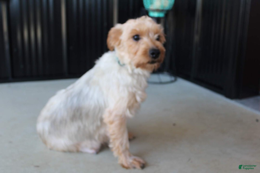 Yorkiepoo dogs for sale: TINKERBELL - Ad 10
