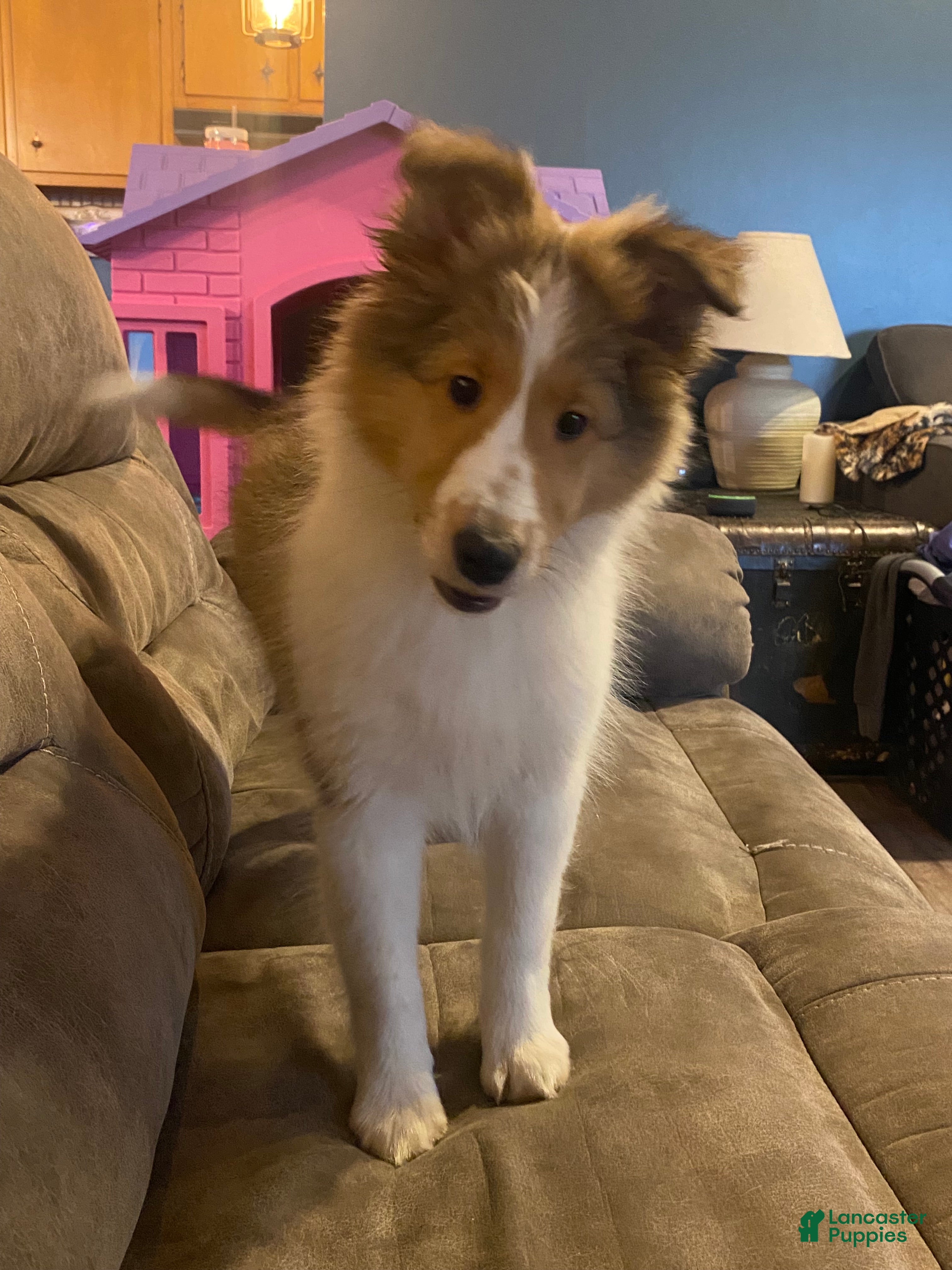 Shetland Sheepdog dogs Shetland Sheepdog Puppy 2 - Ad 2