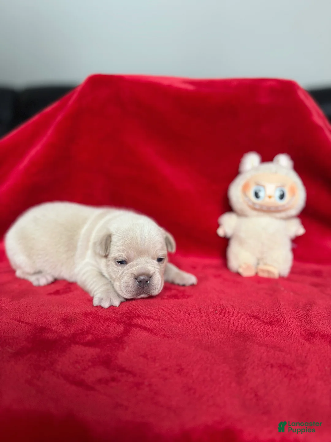 French Bulldog dogs for sale: Soy - Ad 2