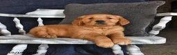 Golden Retriever dogs for sale: Austin - Ad 3