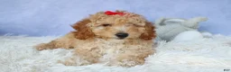 Miniature Poodle dogs for sale: WAYLON - Ad 6