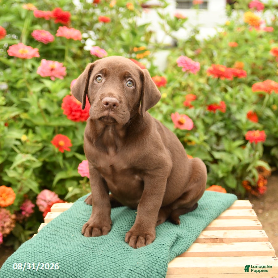 Labrador Retriever dogs Krew - Ad 2