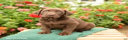 Labrador Retriever dogs for sale: Krew - Ad 2