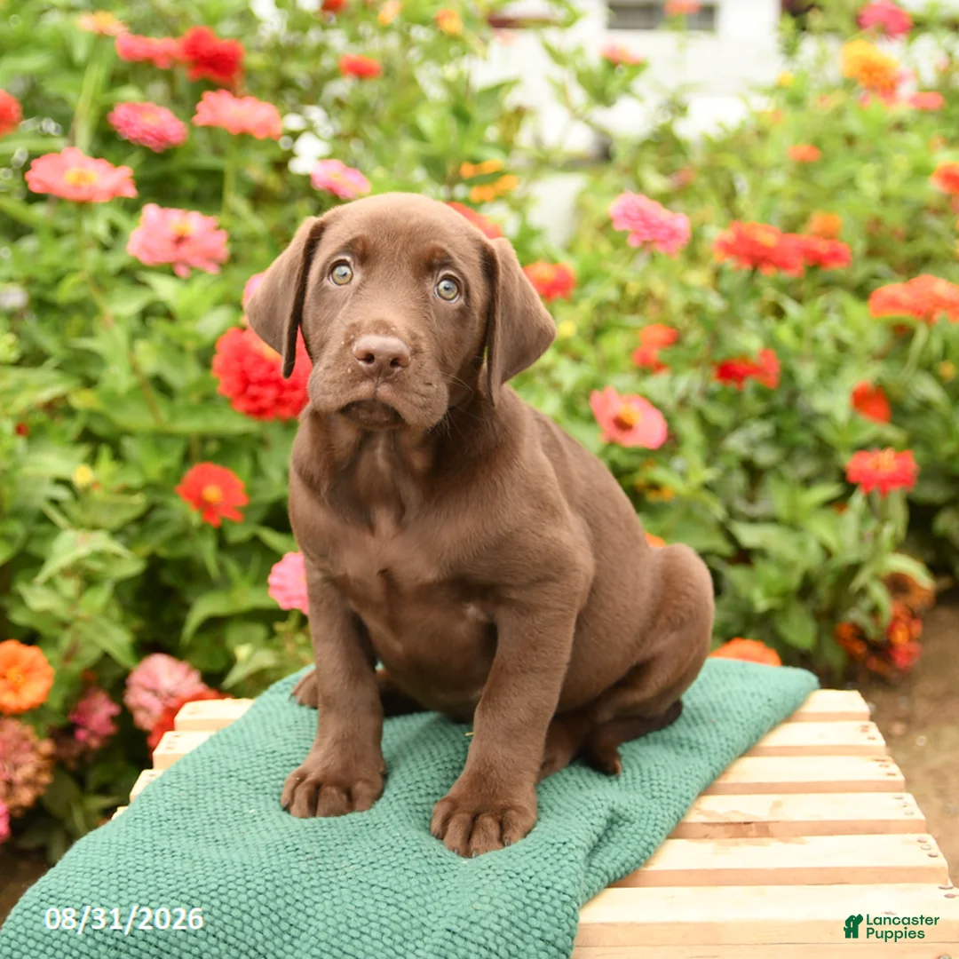 Labrador Retriever dogs for sale: Krew - Ad 2