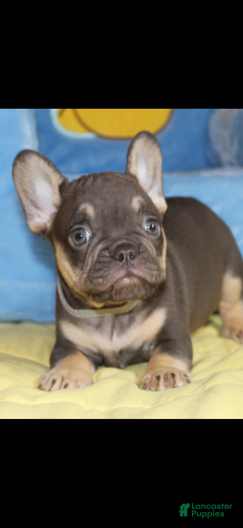 French Bulldog dogs French Bulldog Puppy 2 - Ad 2