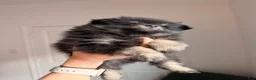 Pomeranian dogs for sale: Pomeranian 2 - Ad 5