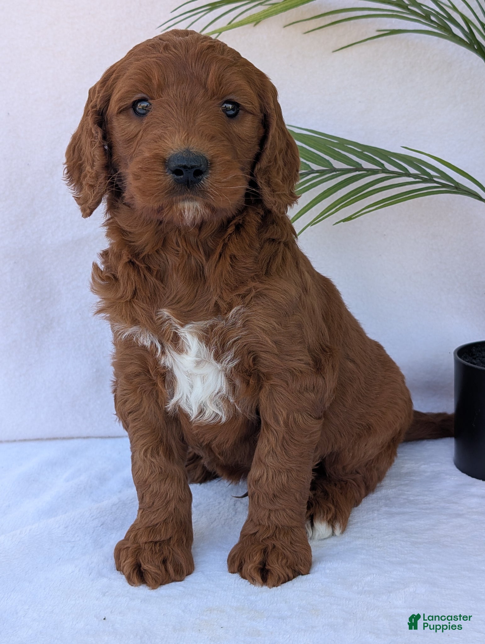 Goldendoodle dogs River - Ad 30