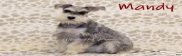 Miniature Schnauzer dogs for sale: Elsa - Ad 5