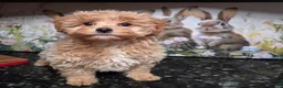 Shihpoo dogs for sale: Gracie  - Ad 4