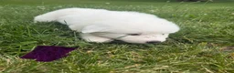 Great Pyrenees dogs for sale: Pink - Ad 11