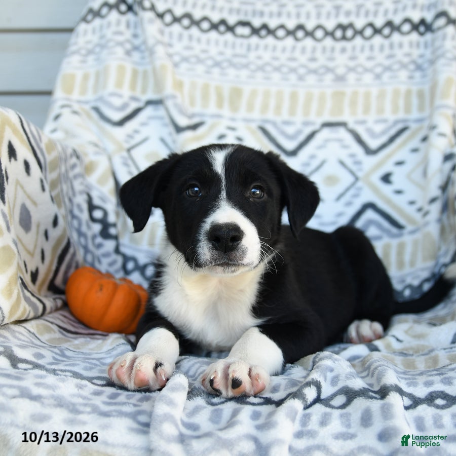Border Collie dogs for sale: Ethan - Ad 1