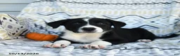 Border Collie dogs for sale: Ethan - Ad 1