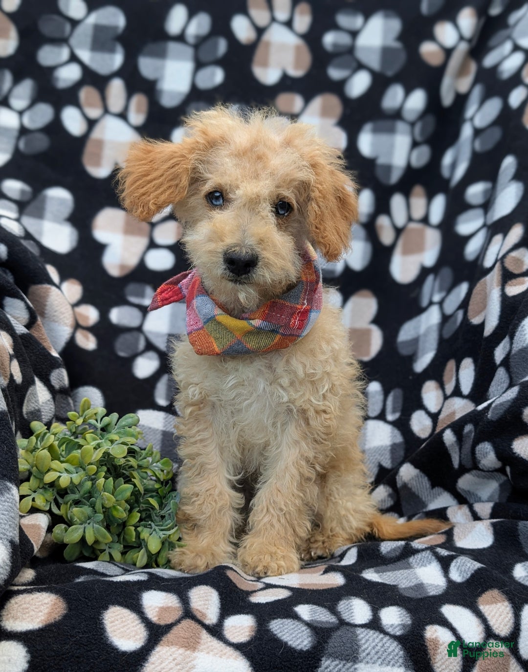 Cockapoo dogs for sale: Moore Hypoallergenic - Ad 1