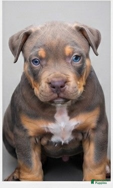 American Bully dogs Zues - Ad 1