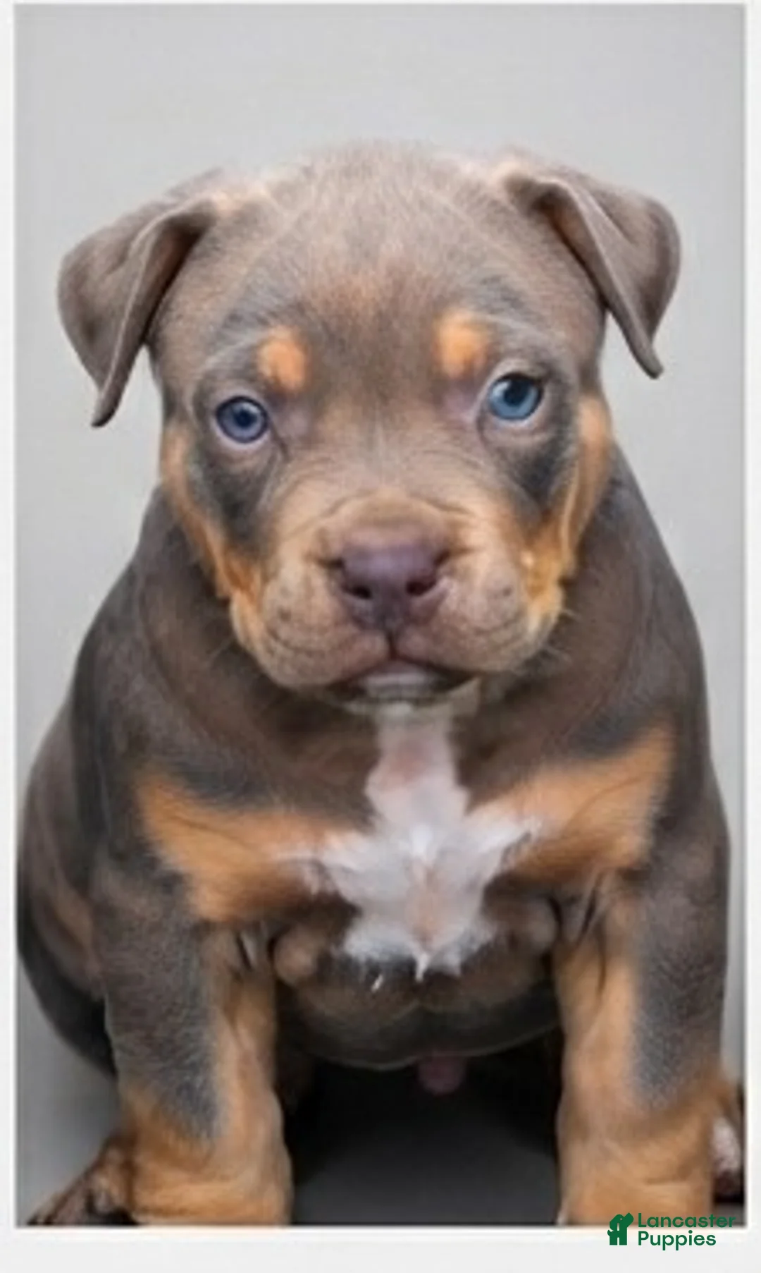 American Bully dogs for sale: Zues - Ad 1