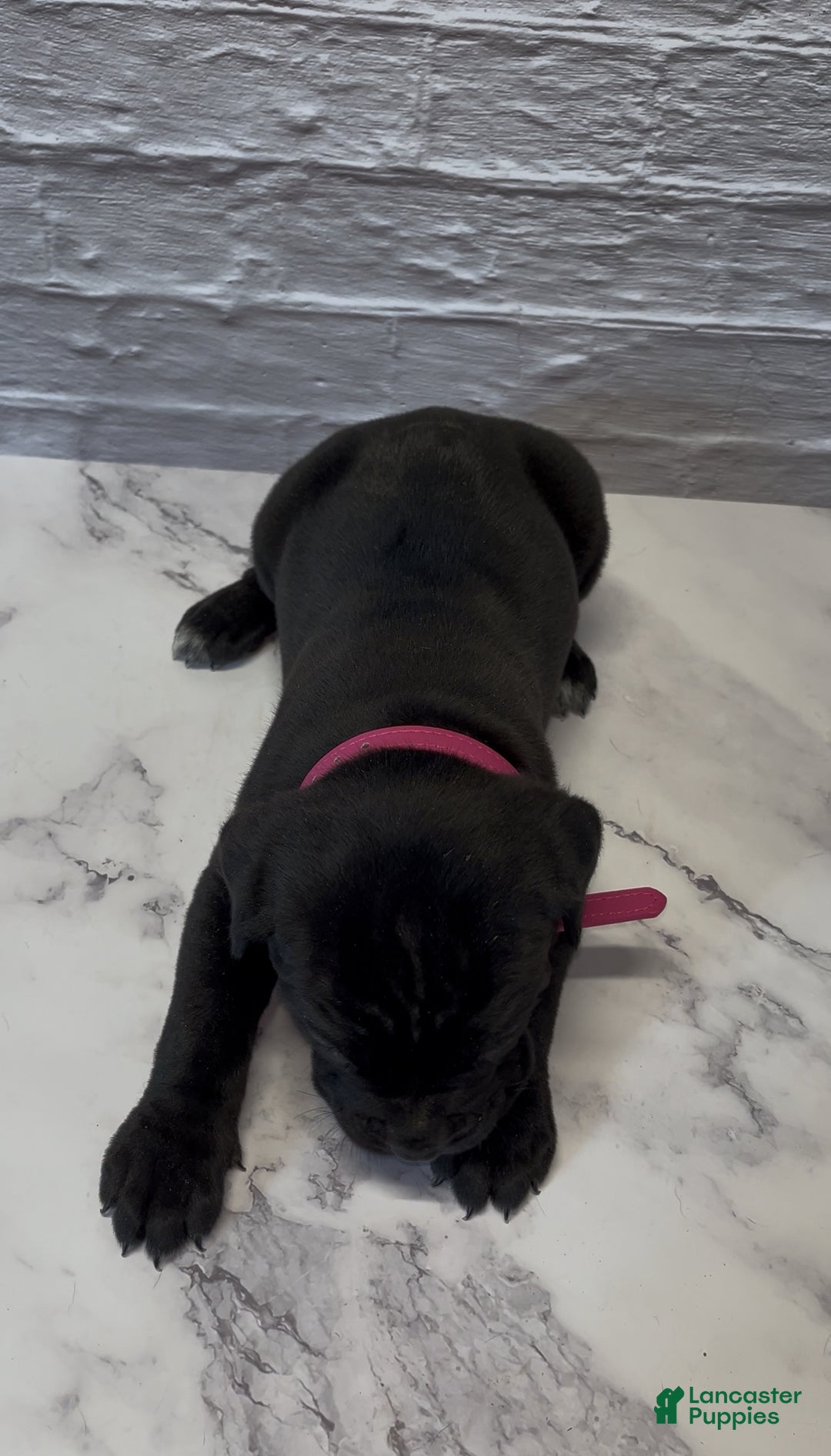 Cane Corso dogs for sale: AKC-Kimbra - Ad 7