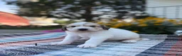 Great Pyrenees dogs for sale: Rhonda - Ad 3