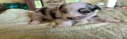 Mixed Breed dogs for sale: Laken - Ad 1