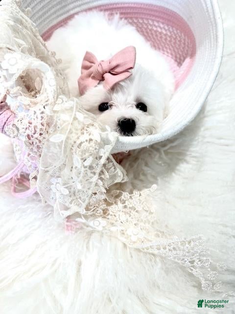 Maltese dogs Maltese - Hand Delivery Available - Ad 1