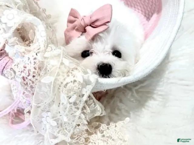 Maltese dogs Maltese - Hand Delivery Available - Ad 1