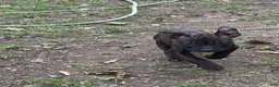 American Bully dogs for sale: American Bully 1.   ( Cosmo ) - Ad 6