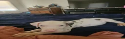 Great Dane dogs for sale: Great Dane 3 - Ad 3