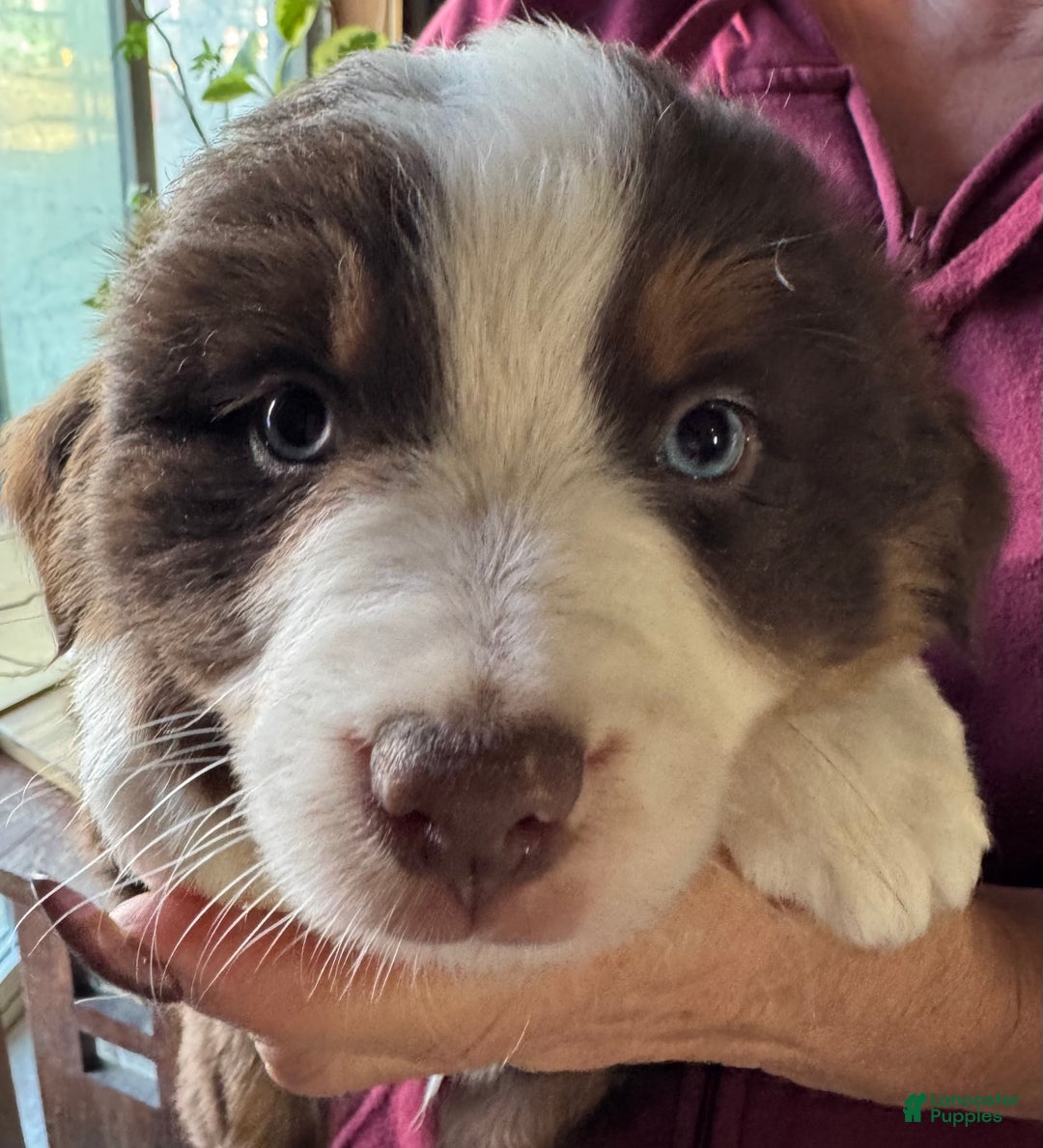 Miniature Australian Shepherd dogs for sale: Miniature Australian Shepherd Puppy 6 - Ad 1