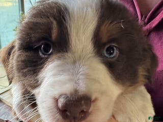 Miniature Australian Shepherd dogs Miniature Australian Shepherd Puppy 6 - Ad 29