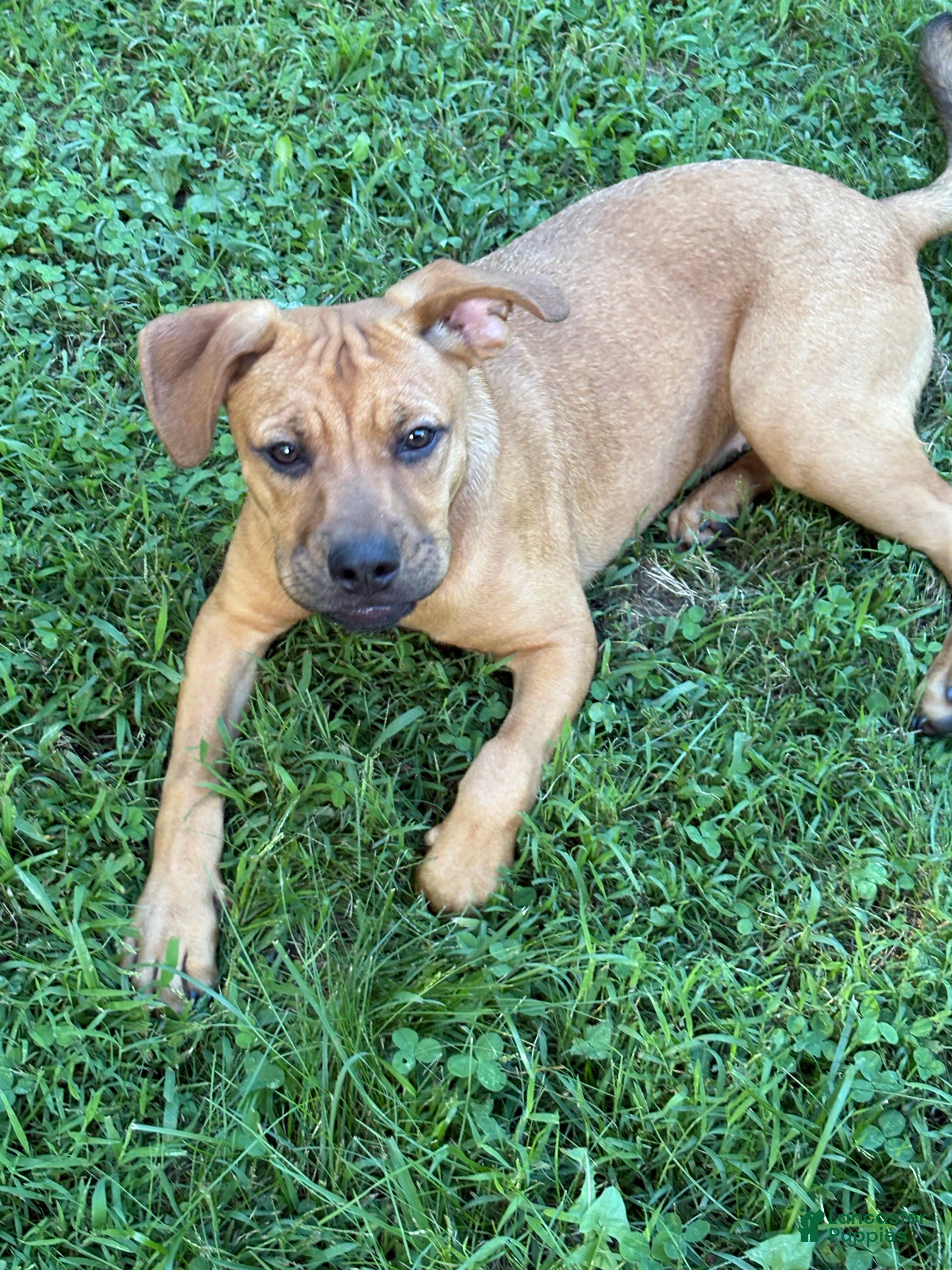 Mixed Breed dogs Pretzel - Ad 21