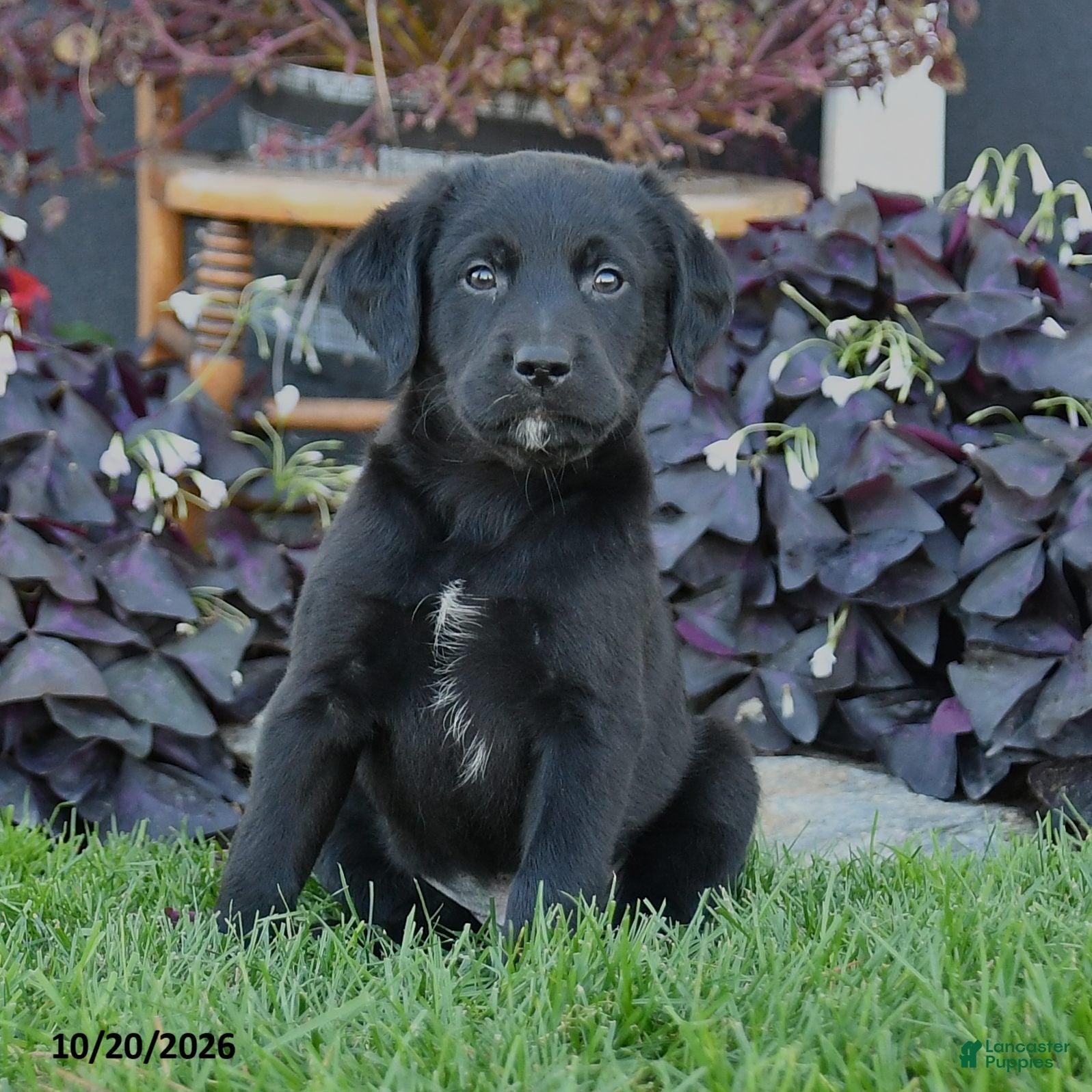 Mixed Breed dogs Casper - Ad 2
