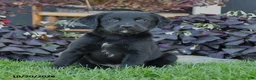 Mixed Breed dogs for sale: Casper - Ad 2