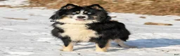 Pomsky dogs for sale: Kyla - Ad 4