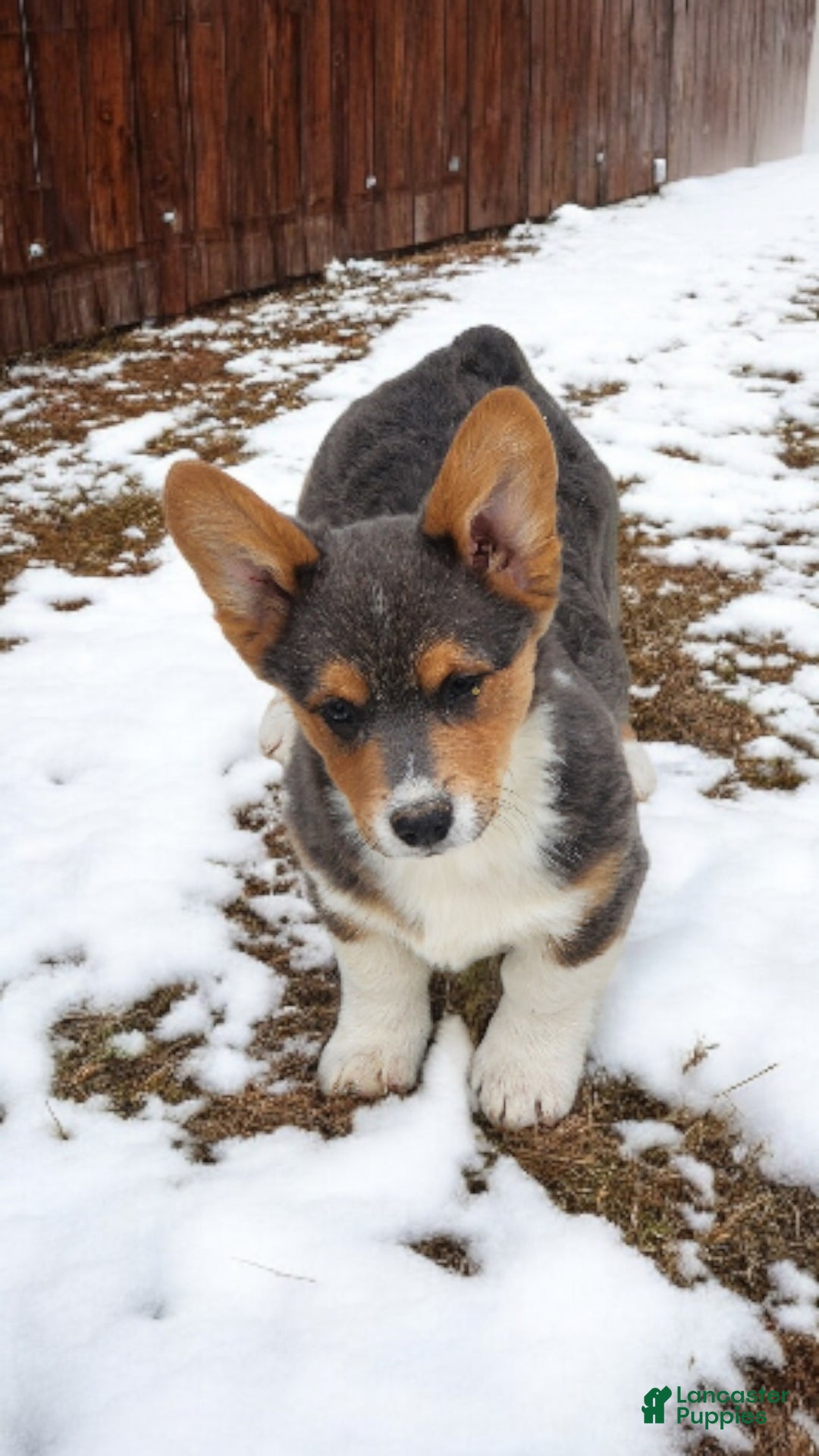 Welsh Corgi Pembroke dogs for sale: Abel Bluie - Ad 6