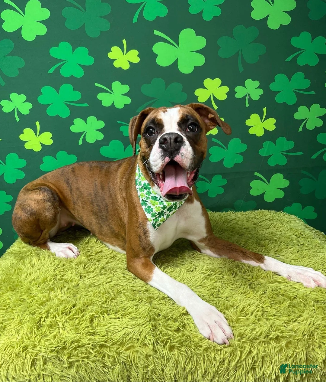 Boxer dogs for sale: Bella  - Ad 2