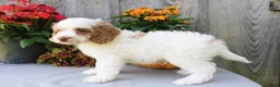 Cockapoo dogs for sale: Jeddi - Ad 5