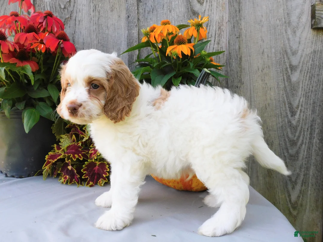 Cockapoo dogs for sale: Jeddi - Ad 5