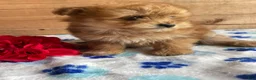 Pomapoo dogs for sale: Ringo - Ad 3