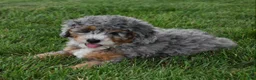 Mini Bernedoodle dogs for sale: Jazzie F1b - Ad 3