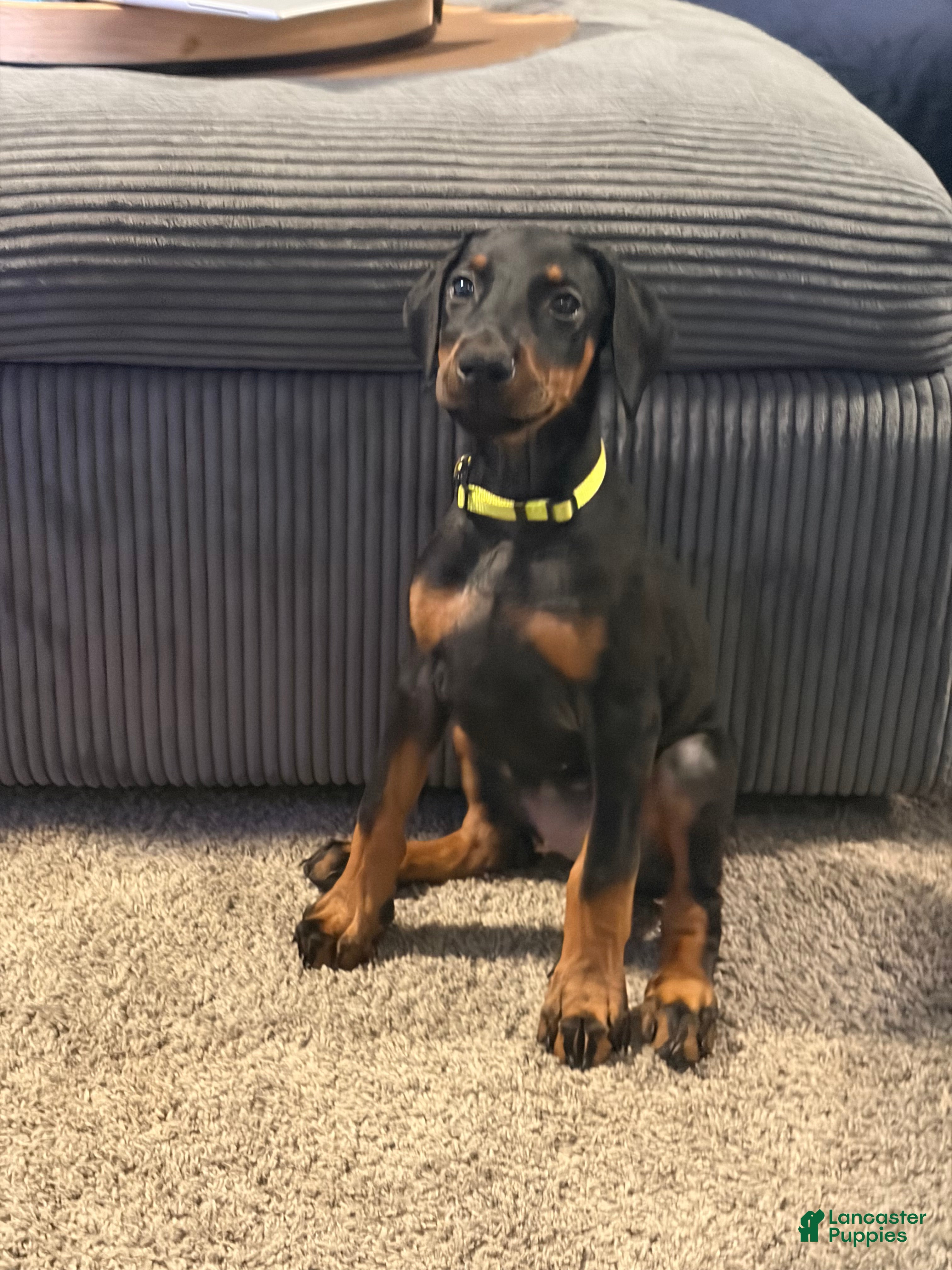Doberman Pinscher dogs Doberman Pinscher 3 - Ad 1