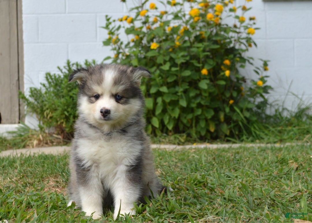 Husky Puppy Pomsky Hypoallergenic Husky Puppies For Sale Grey And