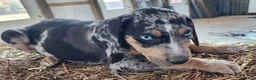 Catahoula Leopard Dog dogs for sale: Duchess 2026 Male 5 - Ad 12