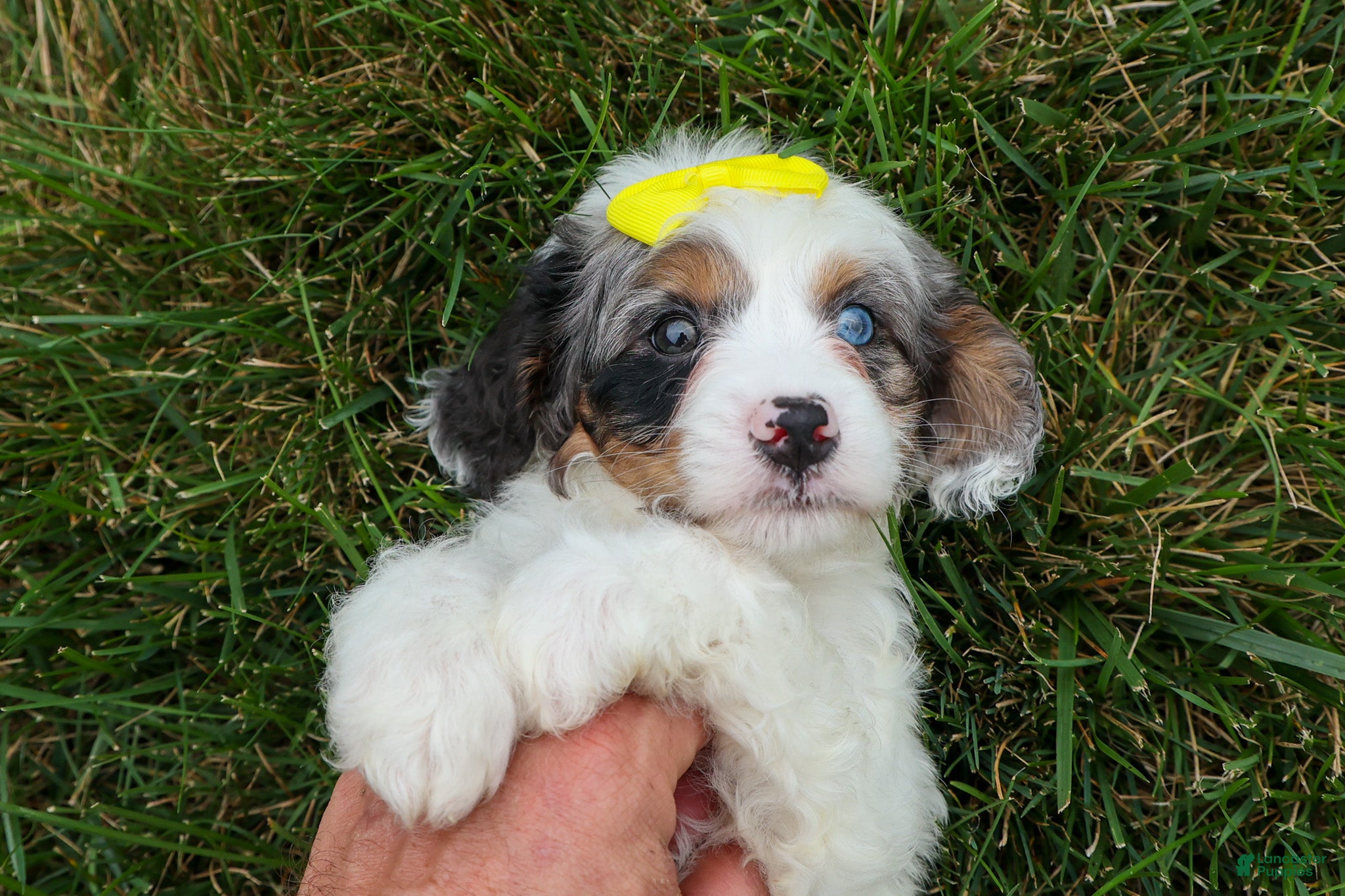 Cavapoo dogs  Preston🐶  - Ad 1